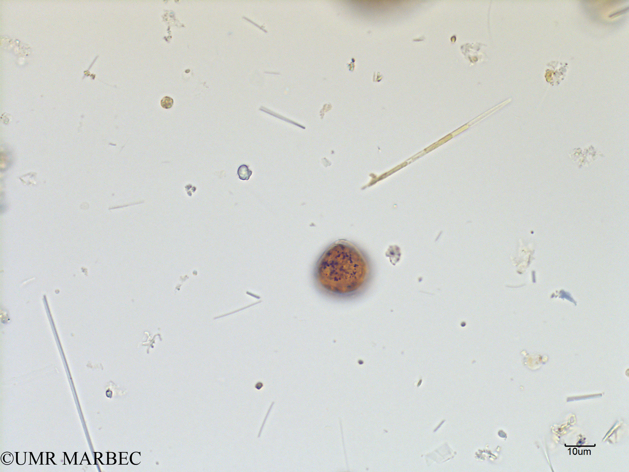 phyto/Scattered_Islands/mayotte_lagoon/SIREME May 2016/Protoperidinium sp52 (MAY7_Protoperidinium bdd-8).tif(copy).jpg